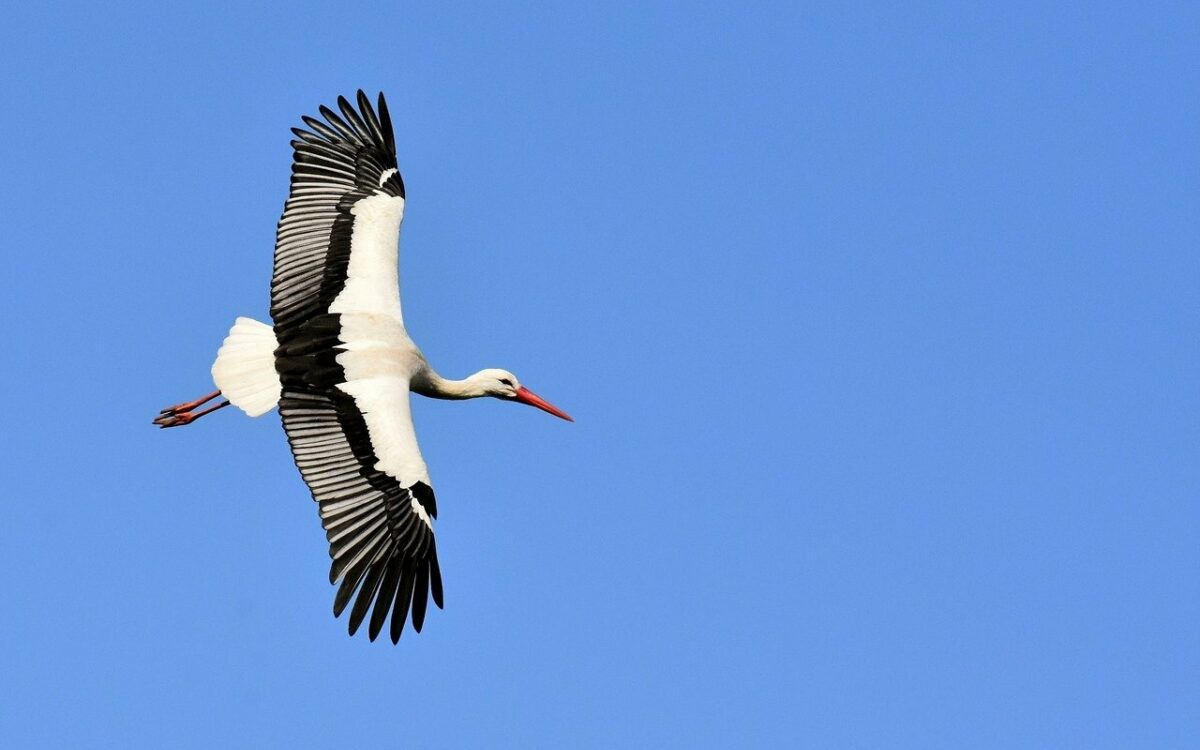 Ein Storch fliegt über den Himmel Ein Storch fliegt über den Himmel